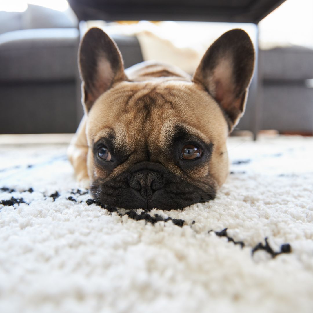 quel-tapis-choisir-quand-on-a-un-chien