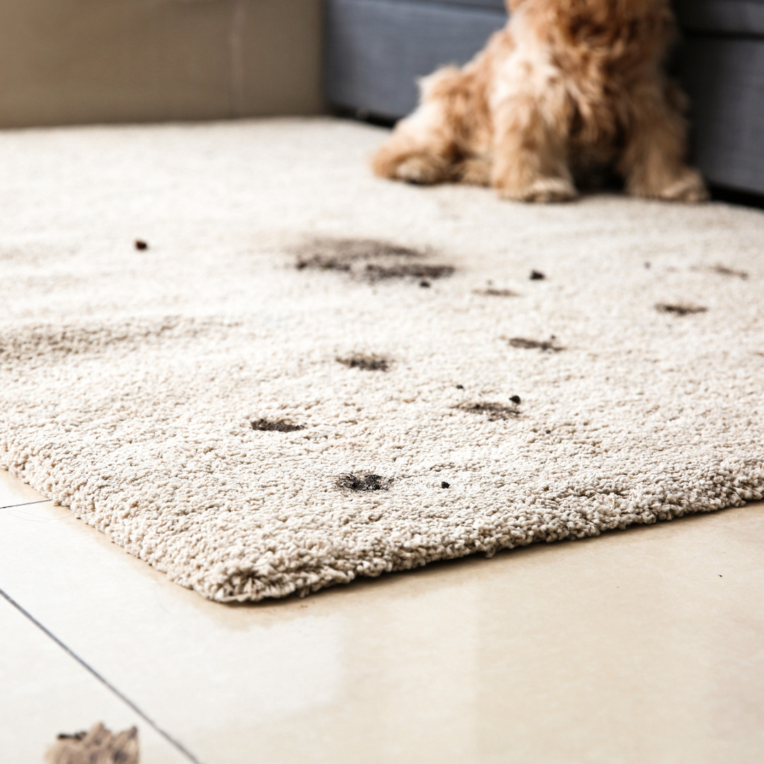 Quel tapis choisir quand on a un chien