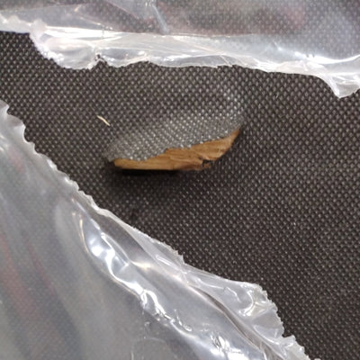 Canapé d'angle droit ALINEA California 3 places en tissu Danny Vert de gris